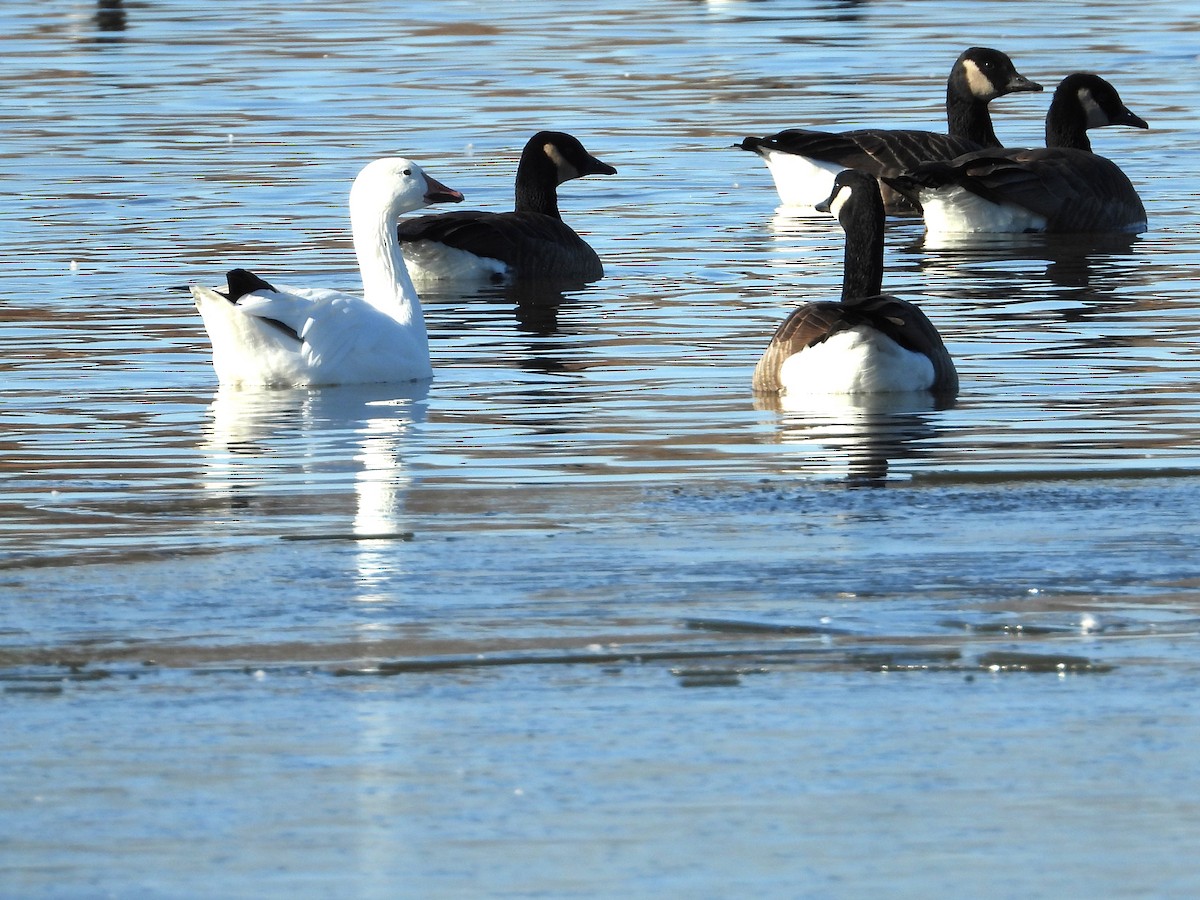 Гуска біла - ML645507552