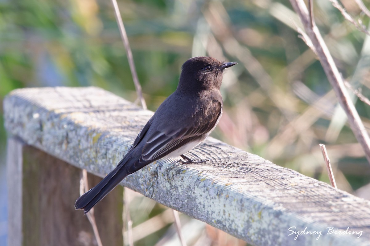 Феб чорний - ML645507554