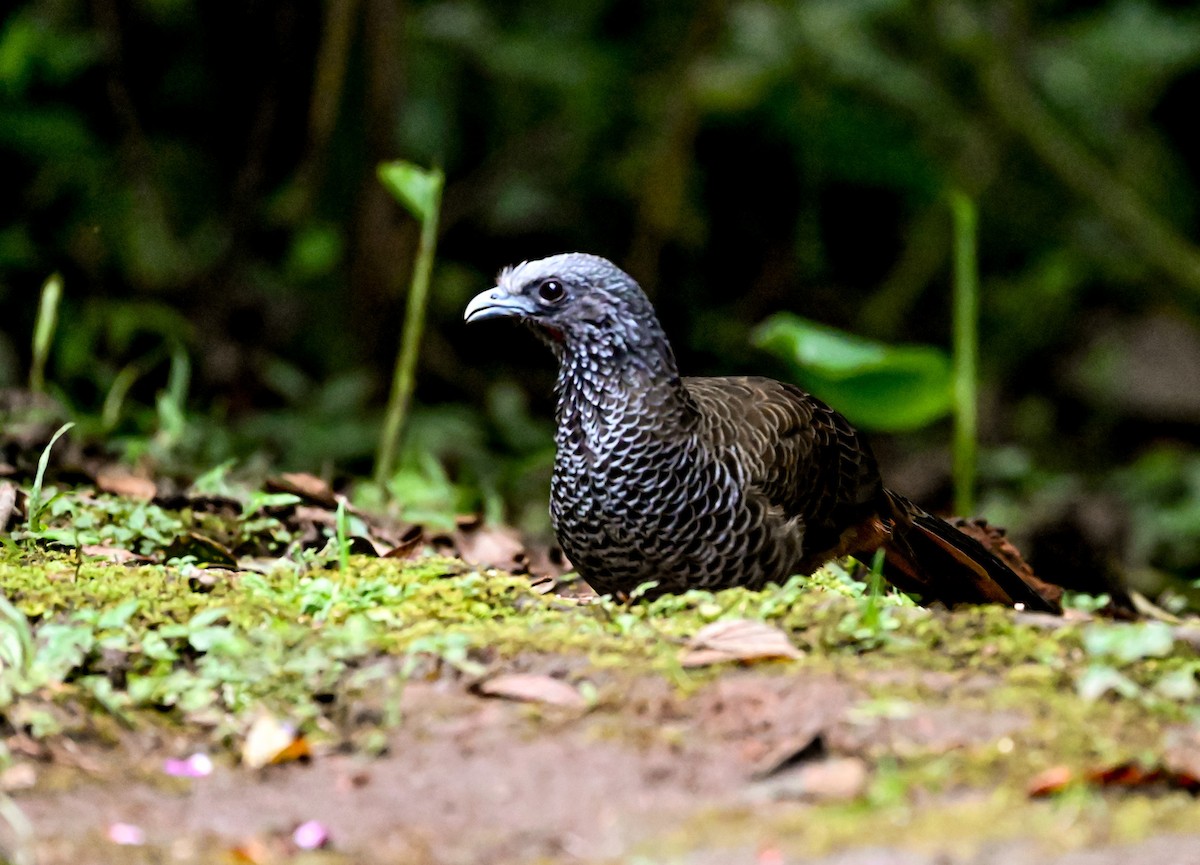 Чачалака колумбійська - ML645507555