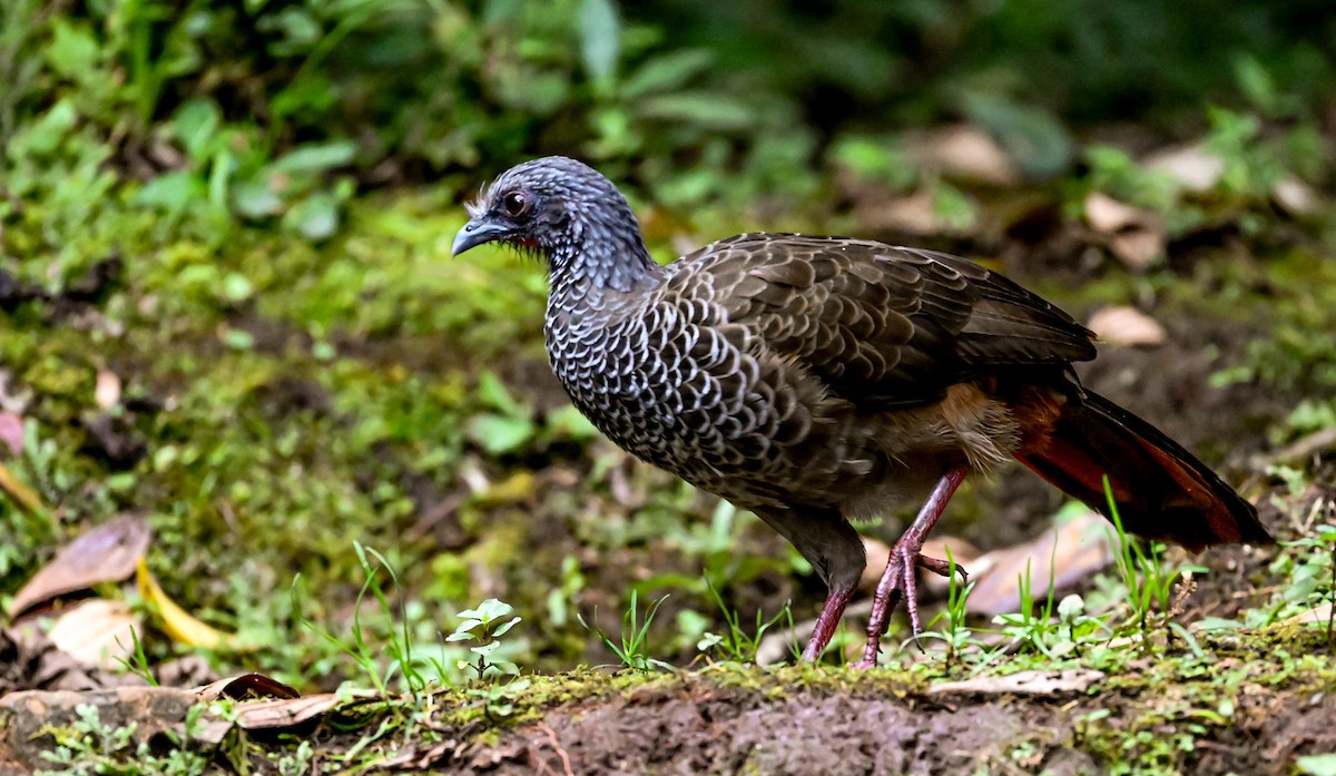 Чачалака колумбійська - ML645507556