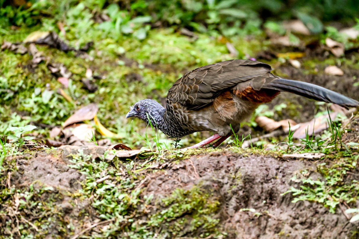 Чачалака колумбійська - ML645507557