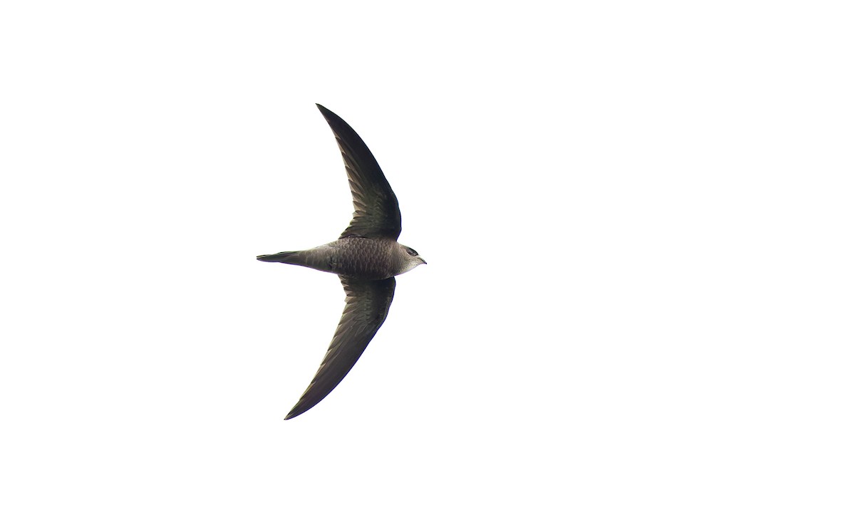 Pallid Swift - ML645507562