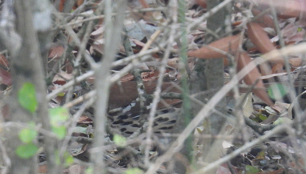 Long-billed Thrasher - ML645507564