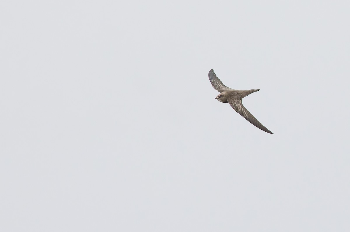 Pallid Swift - ML645507572