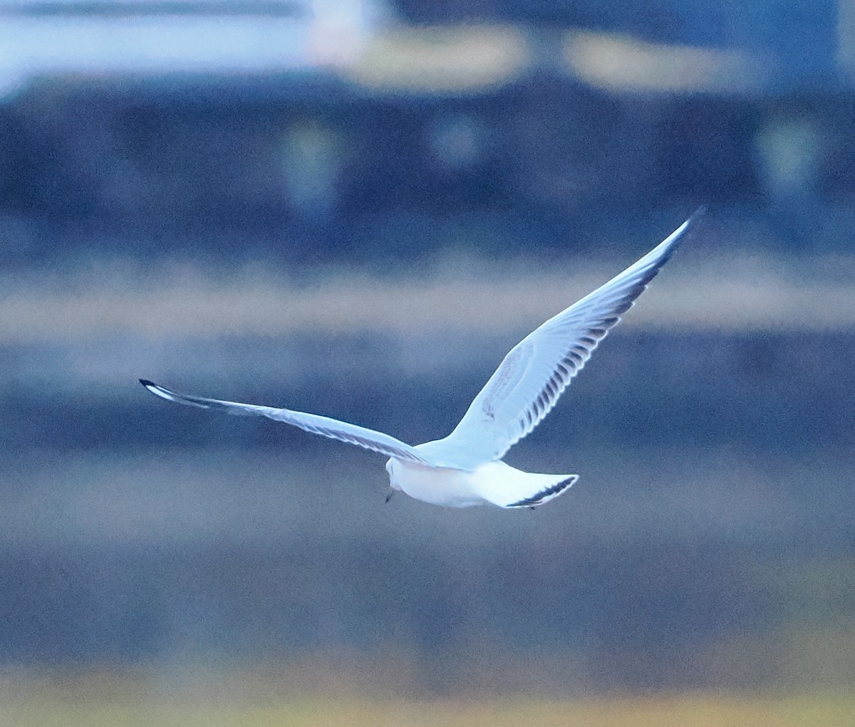 紅嘴鷗 - ML645507573