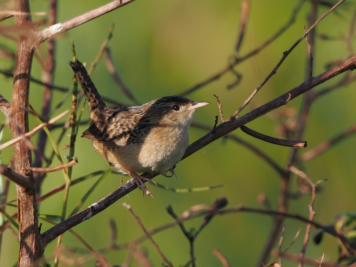 Cucarachero Culibarrado - ML645507575