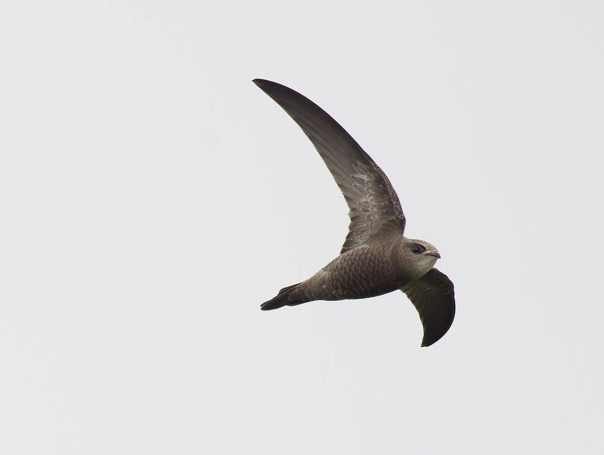 Pallid Swift - ML645507576