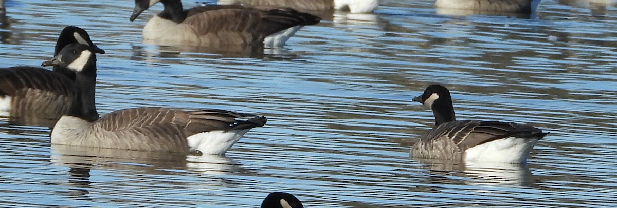 小加拿大雁 - ML645507577