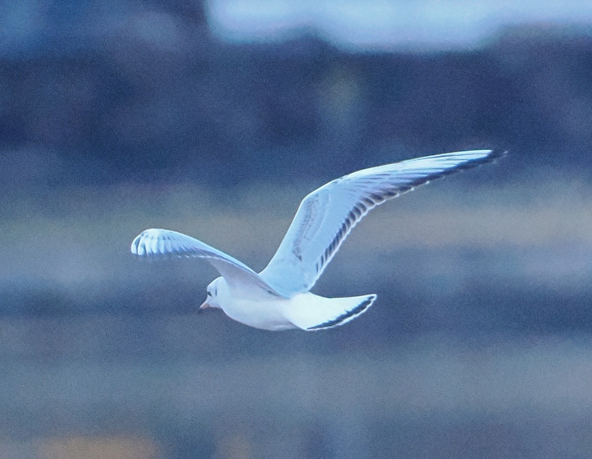 紅嘴鷗 - ML645507579