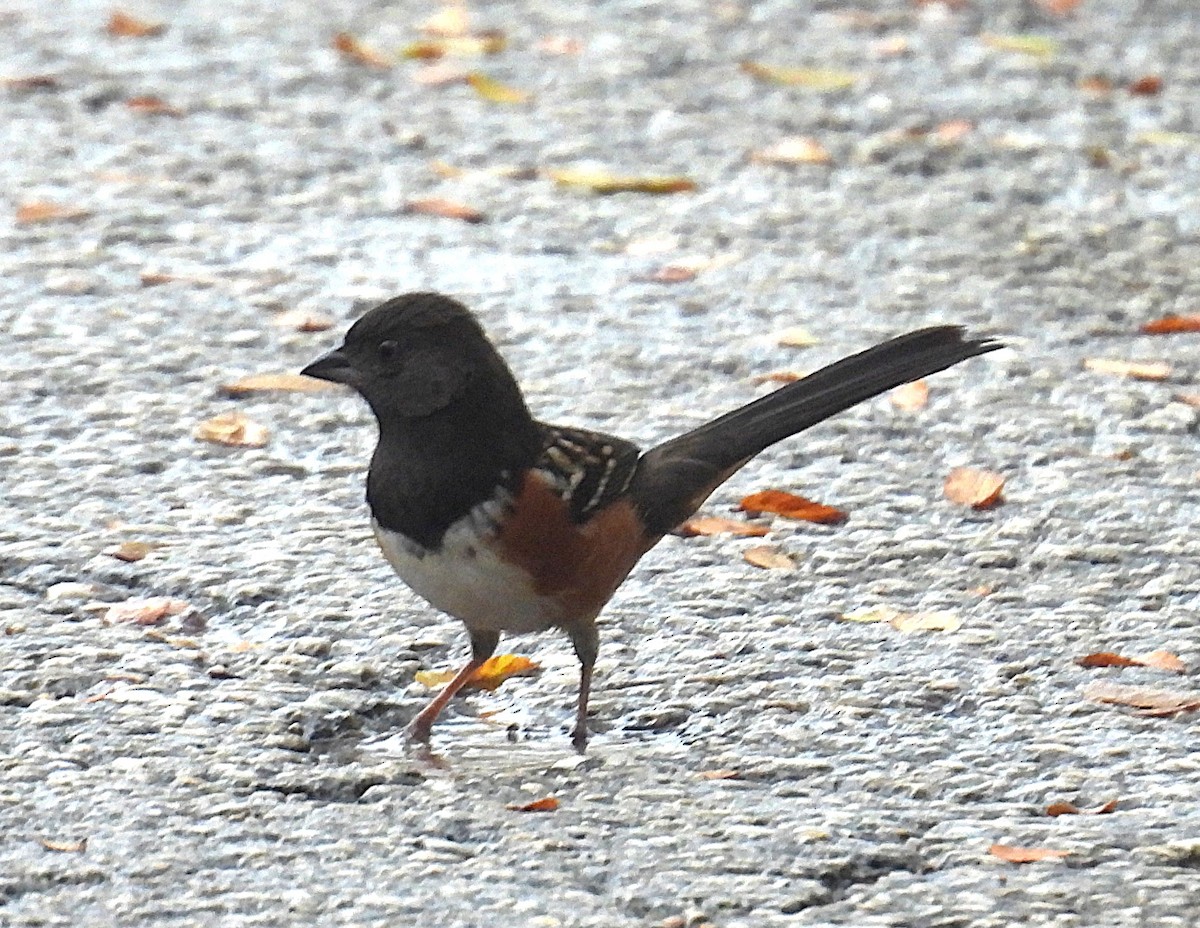 Spotted Towhee - ML645507581