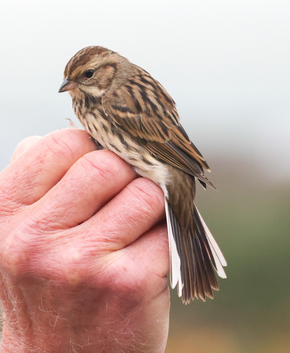 Black-faced Bunting - ML645507592