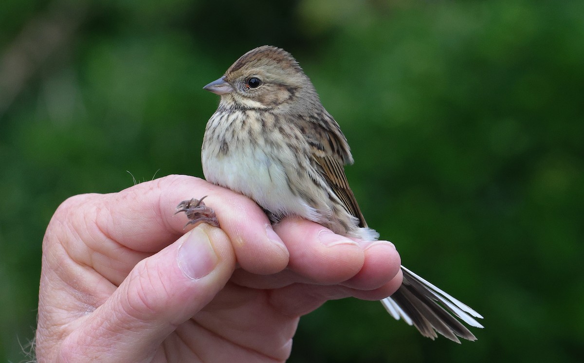 Black-faced Bunting - ML645507596