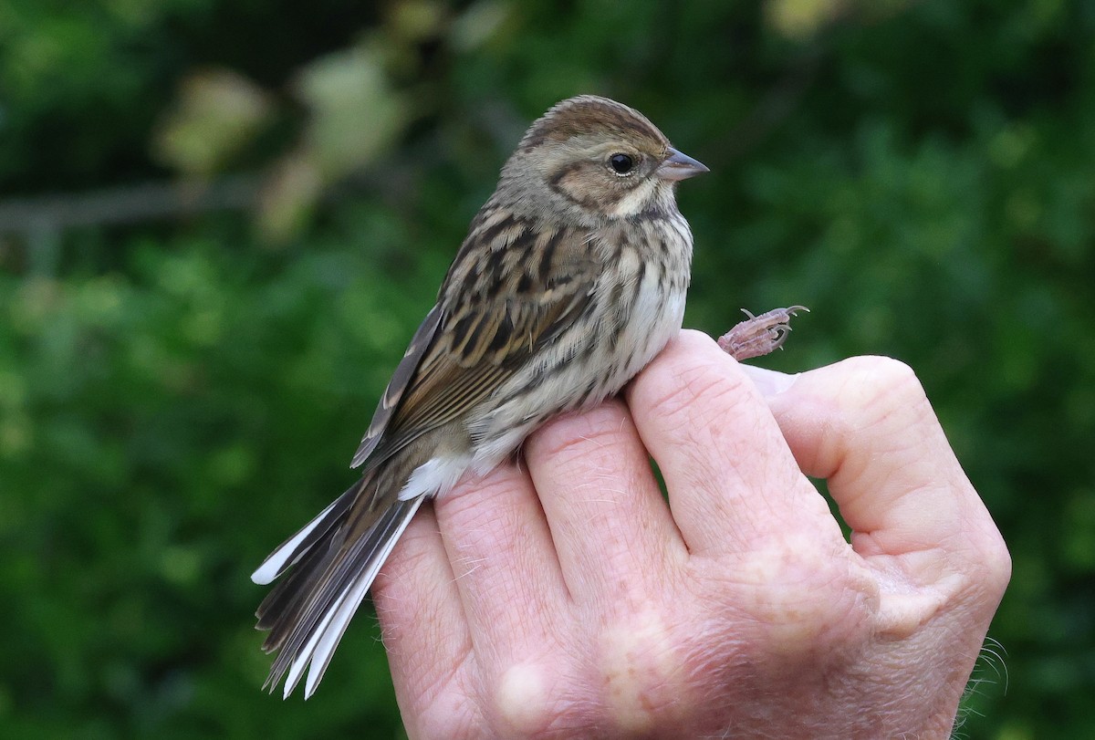 Black-faced Bunting - ML645507599