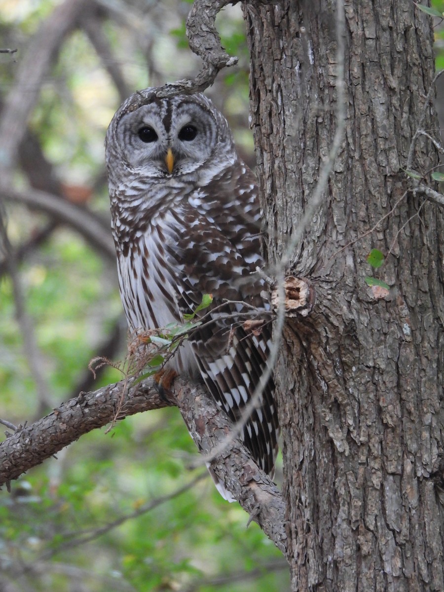 Barred Owl - ML645507602