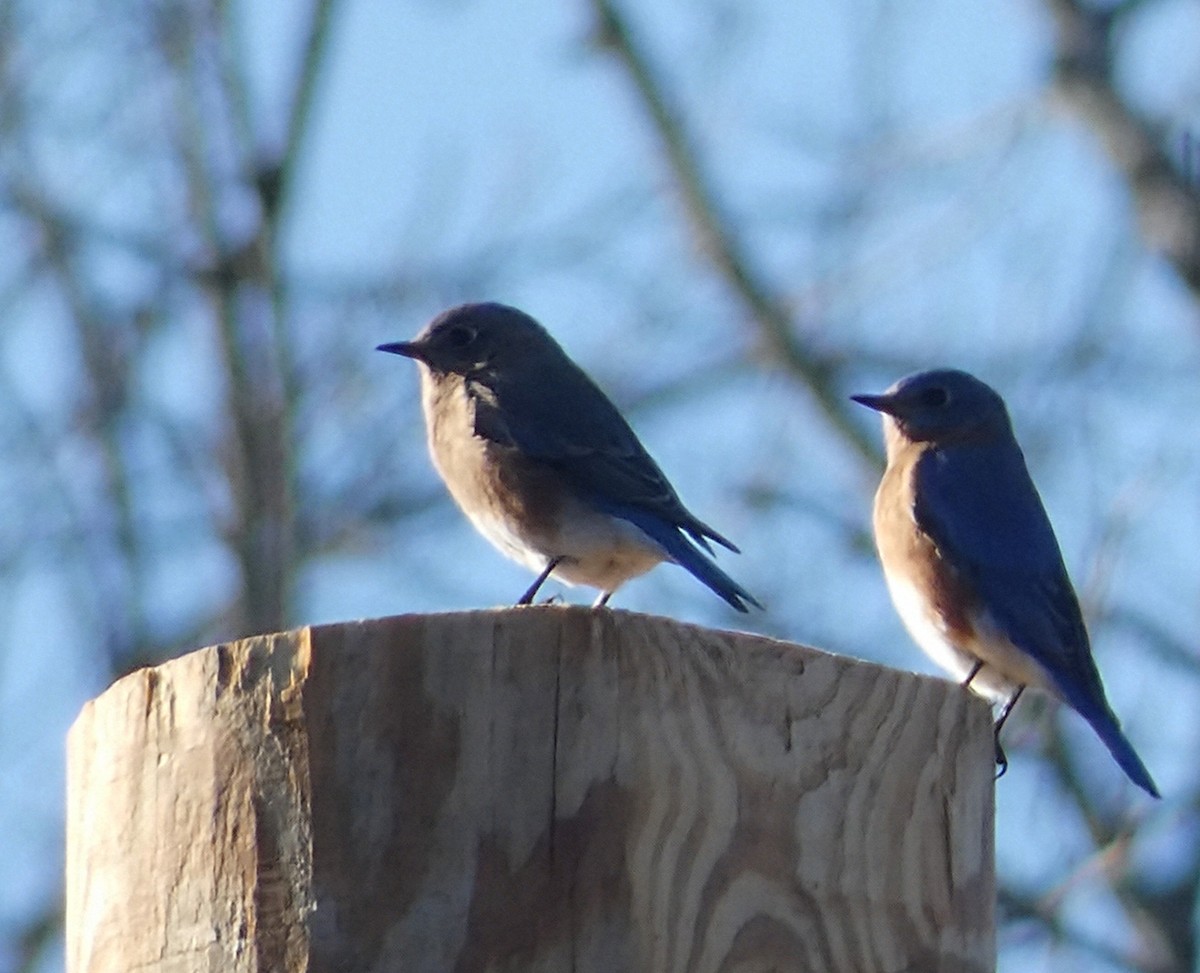 Eastern Bluebird - ML645507603