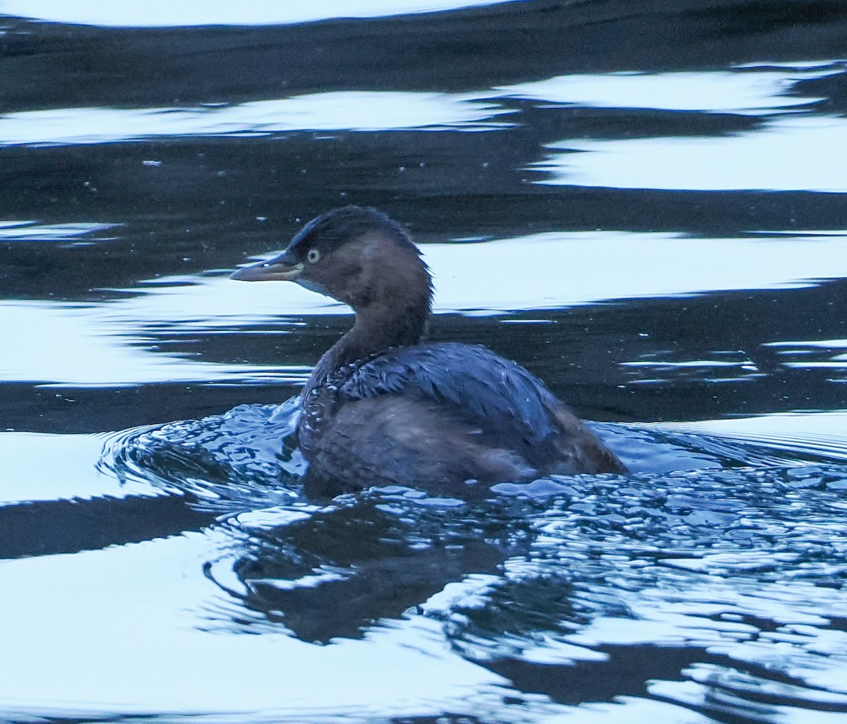 小鸊鷉 - ML645507606