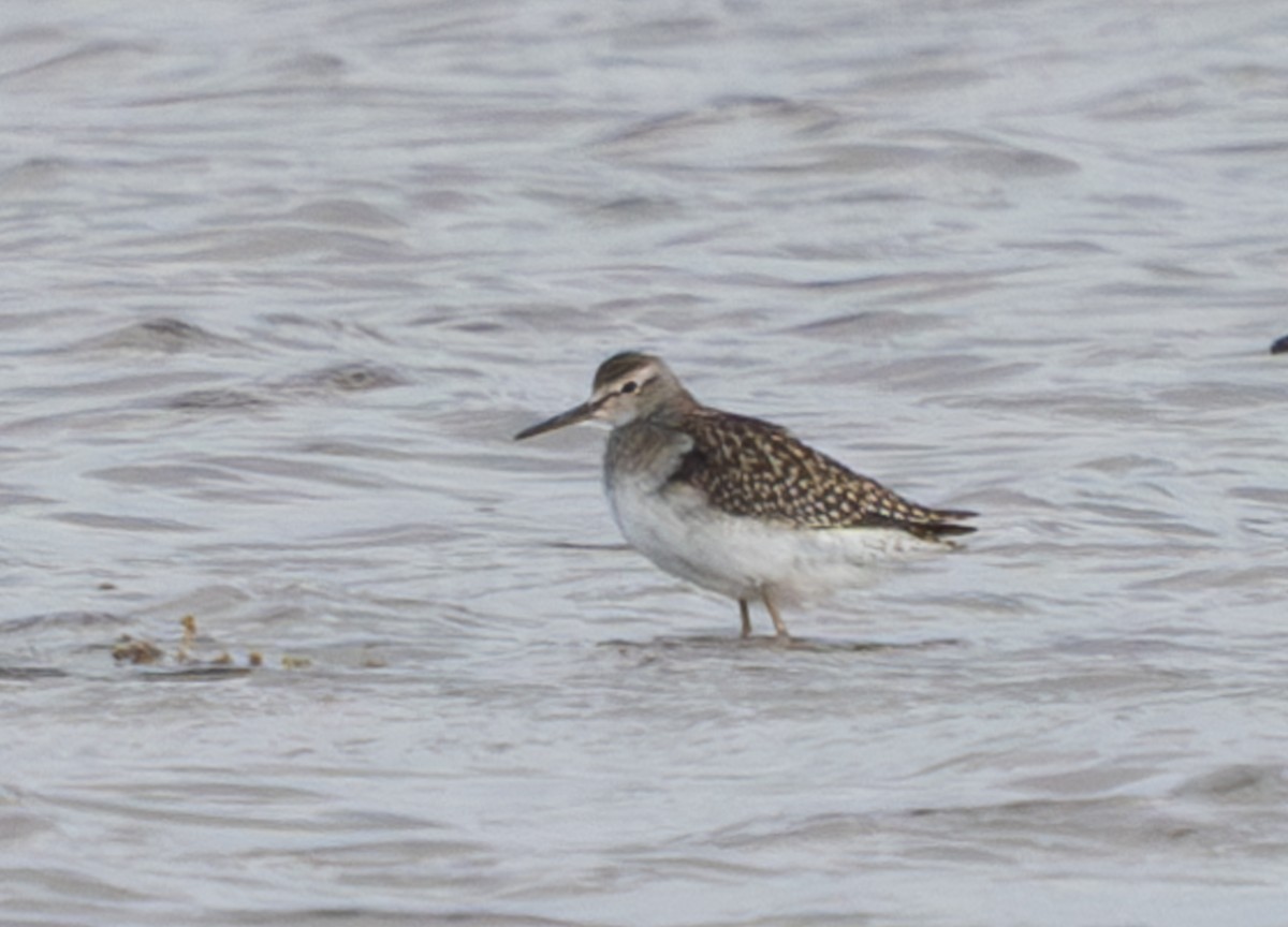 vodouš bahenní - ML645507609