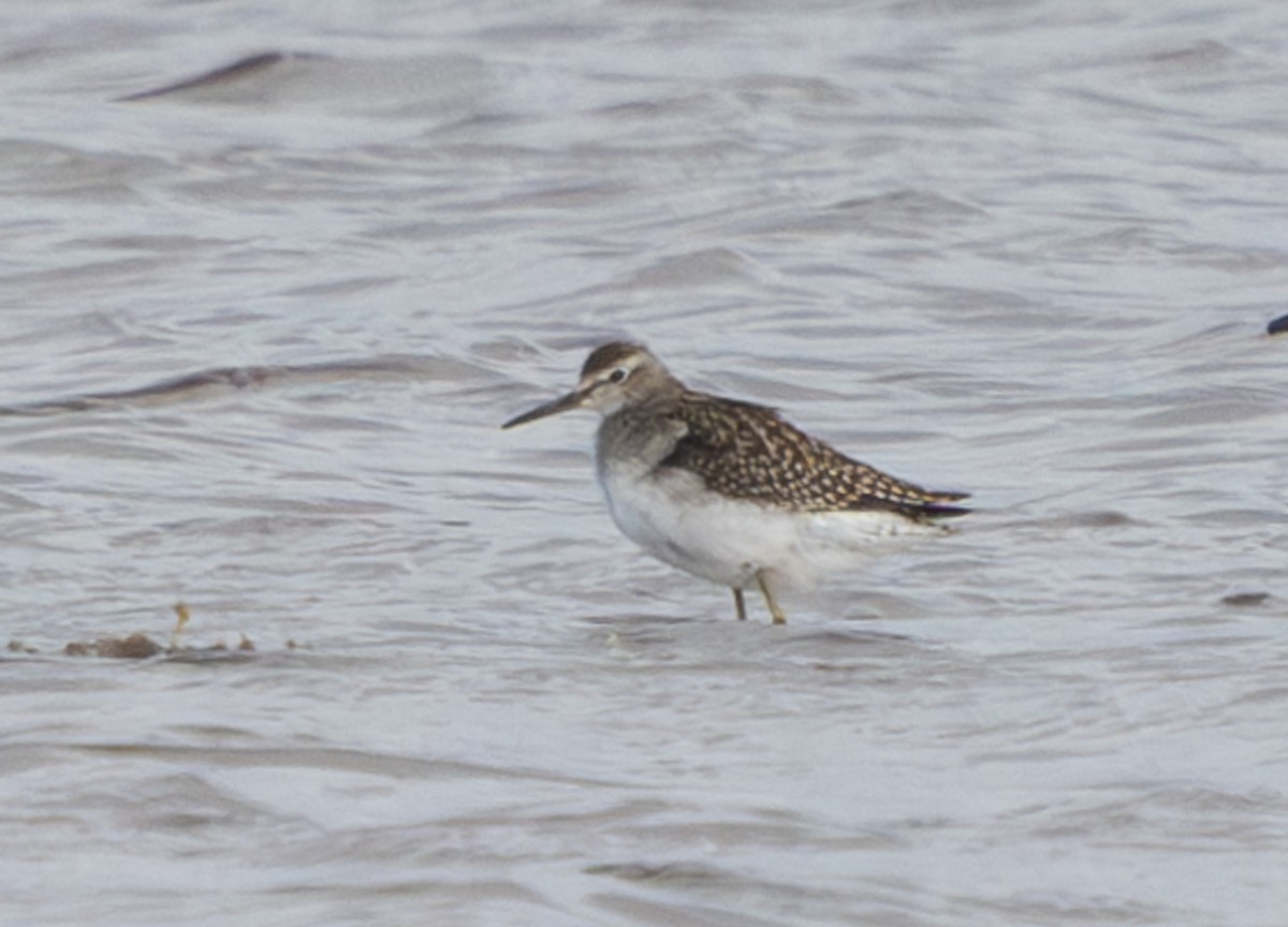 vodouš bahenní - ML645507610