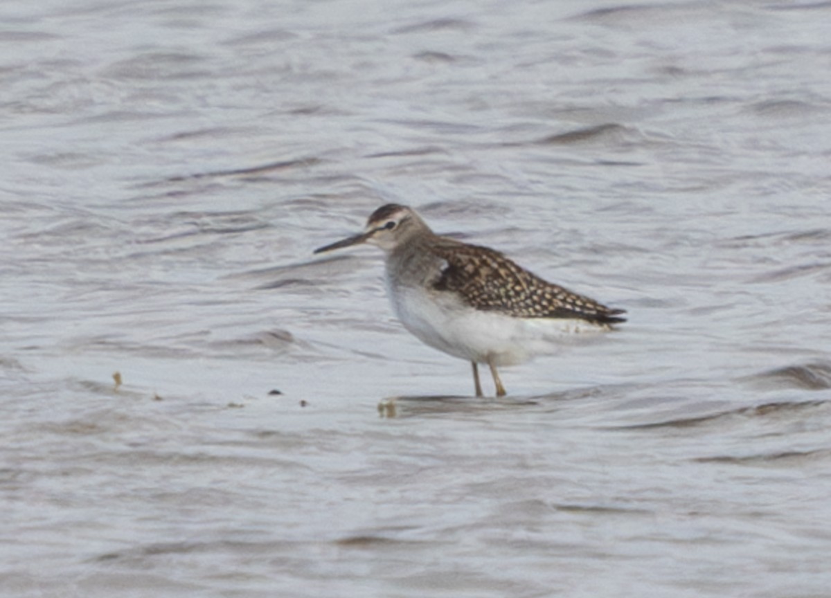 vodouš bahenní - ML645507611