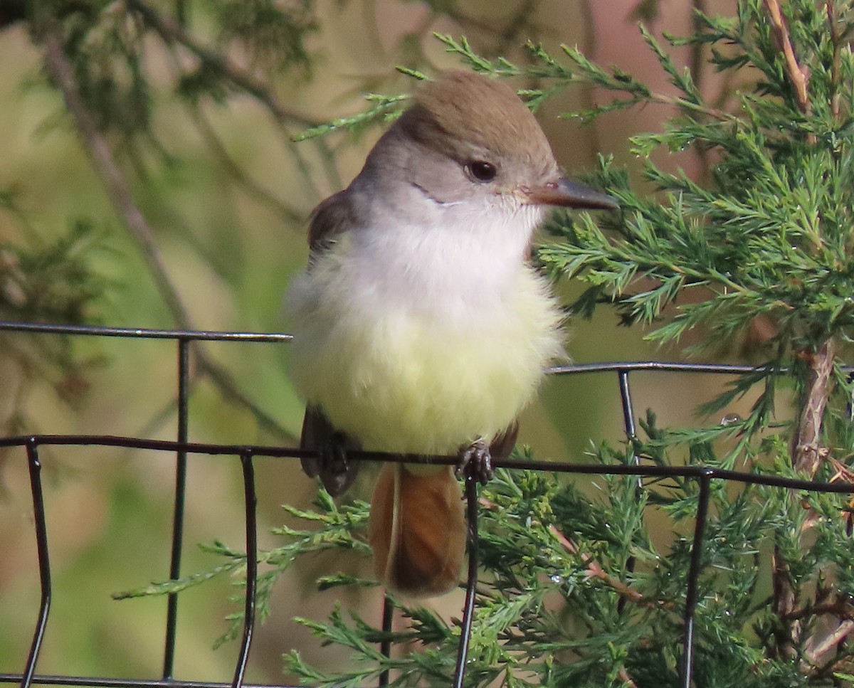 Ash-throated Flycatcher - ML645507615