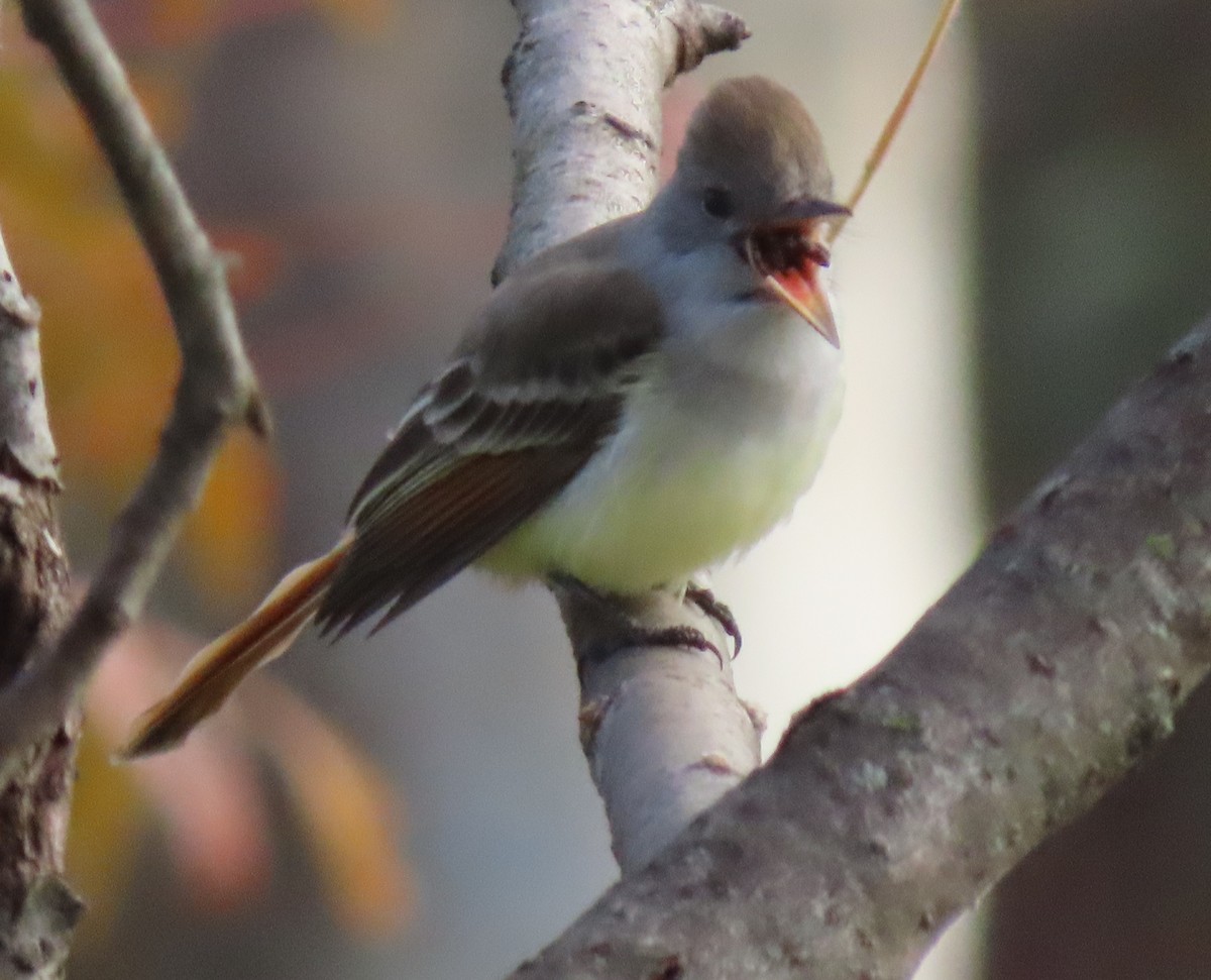 Ash-throated Flycatcher - ML645507618