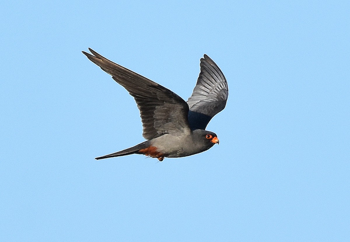 Belatz hankagorria - ML645507619