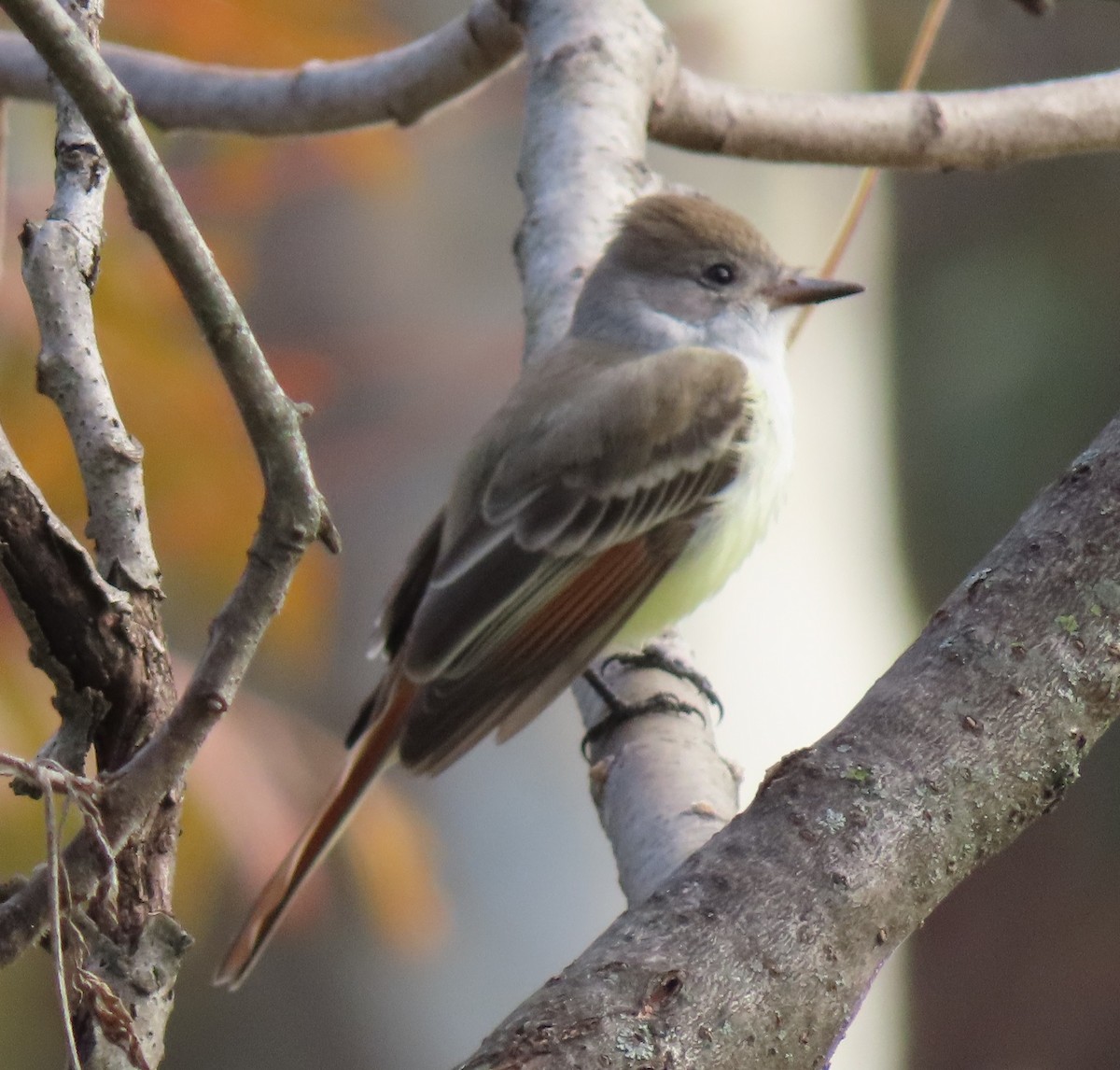 Ash-throated Flycatcher - ML645507622