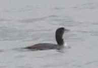 Common Loon - ML645507623