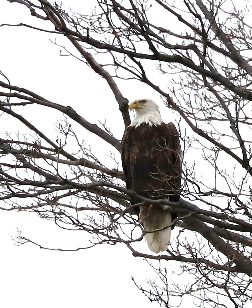 Bald Eagle - ML645507628