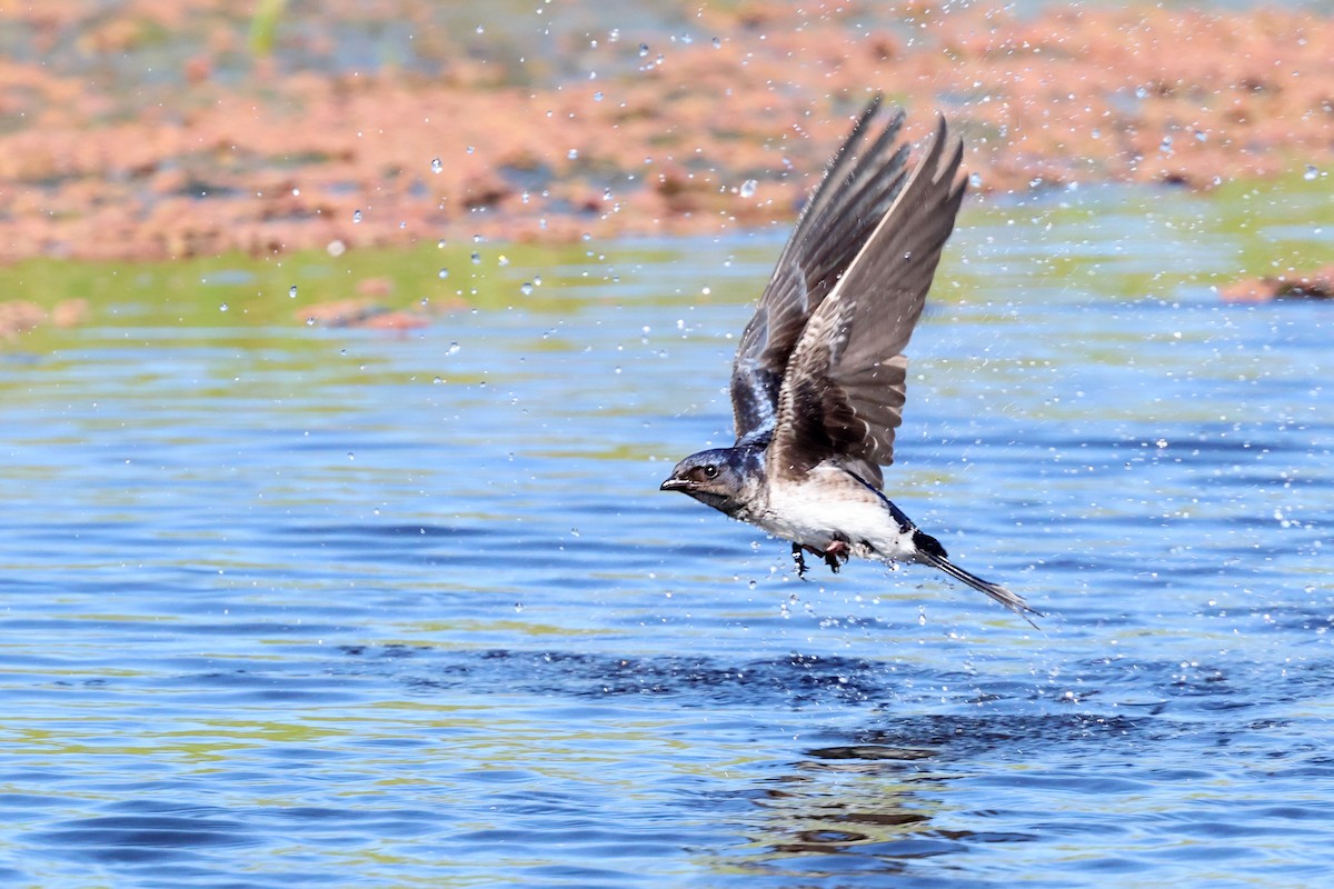 Gray-breasted Martin - ML645507629