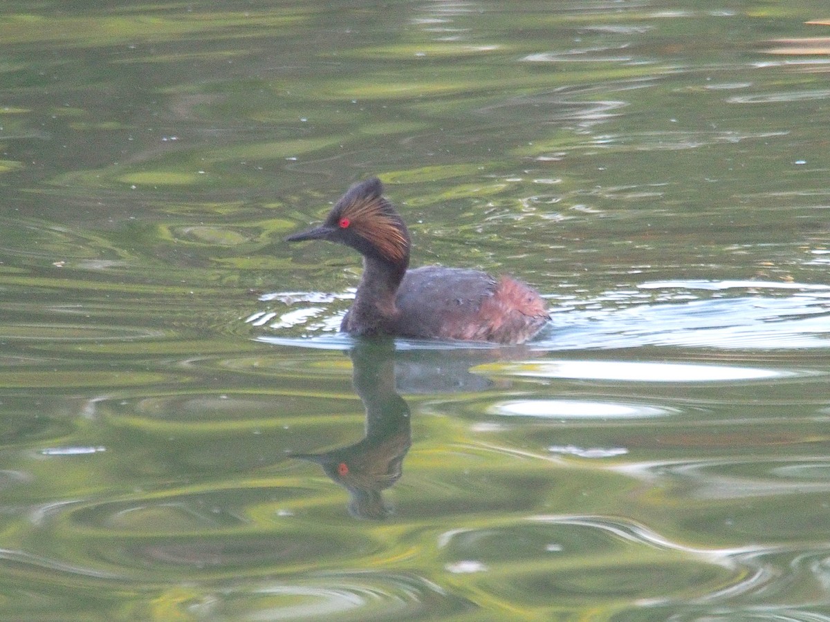 Eared Grebe - ML645507632