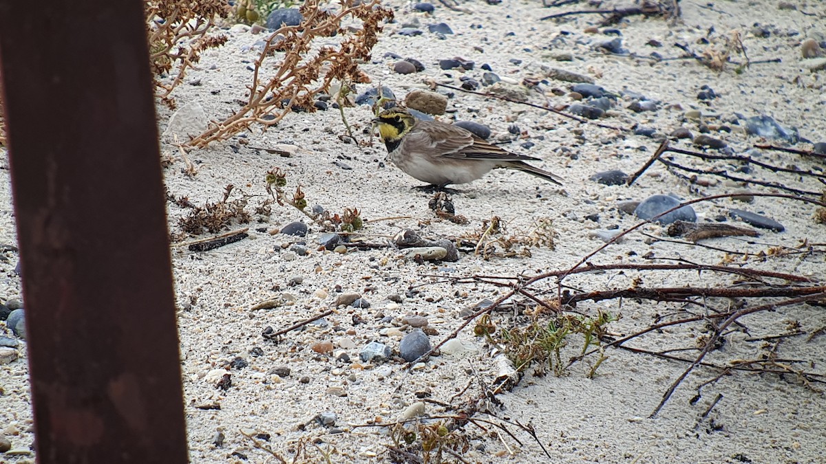 Жайворонок рогатий - ML645507640