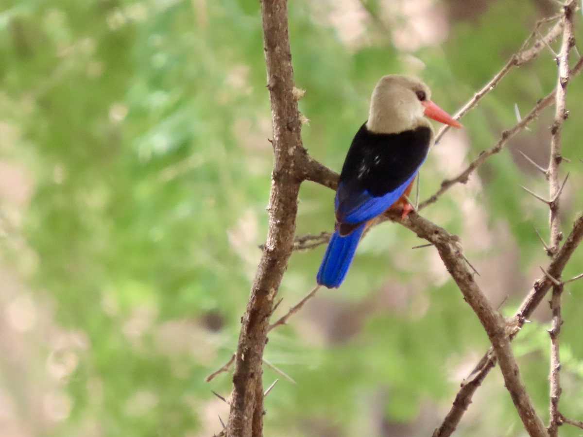 Martin-chasseur à tête grise - ML645507641