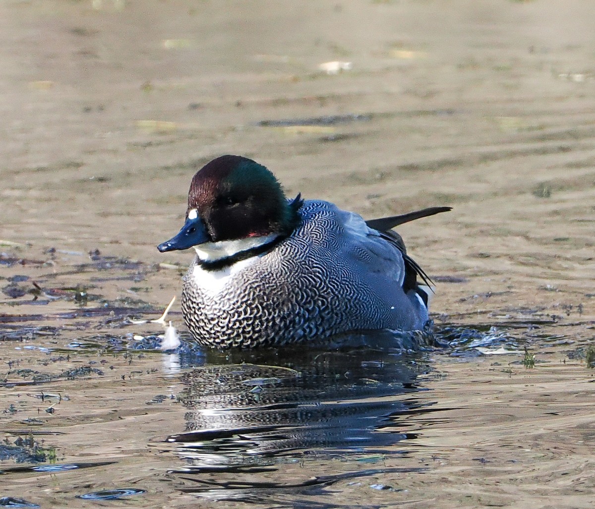 羅文鴨 - ML645507642