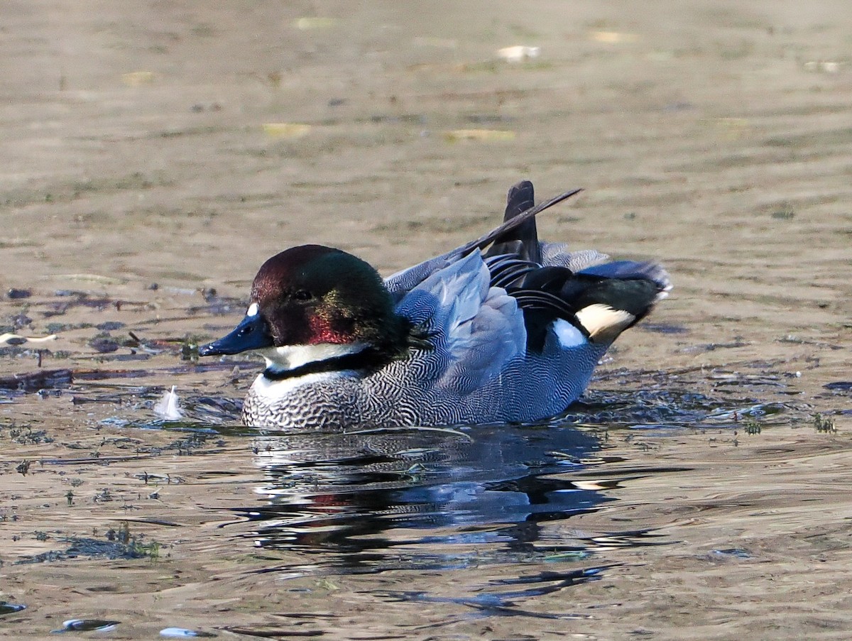 羅文鴨 - ML645507646