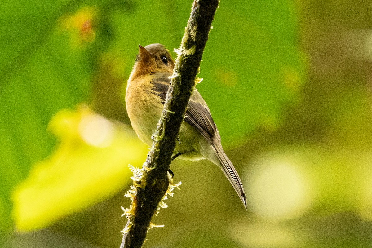 Tufted Flycatcher - ML645507650