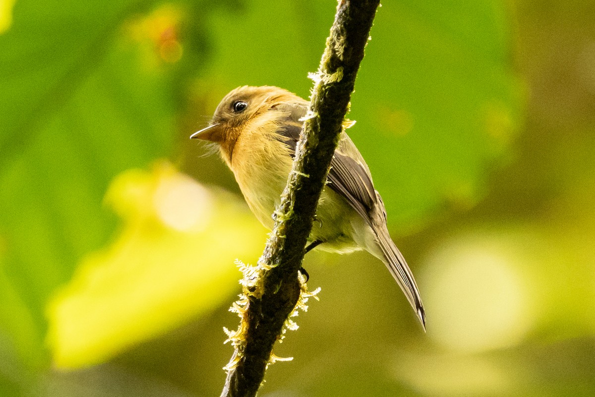 Tufted Flycatcher - ML645507651