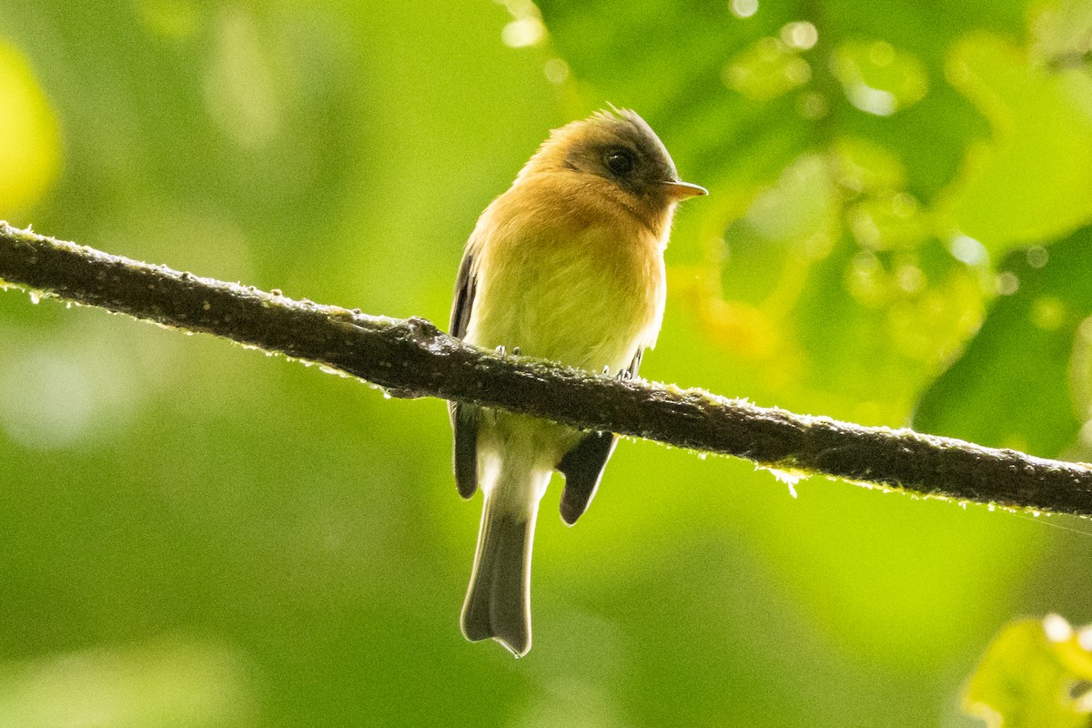 Tufted Flycatcher - ML645507652