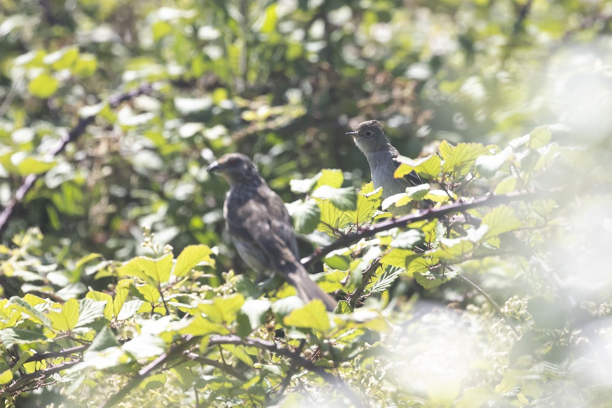 White-crested Elaenia (Chilean) - ML645507664
