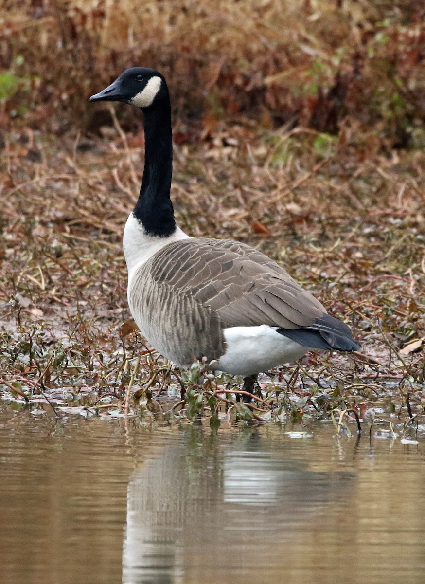ברנטה קנדית - ML645507670
