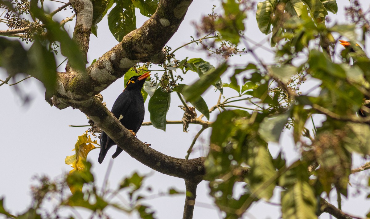 loskuták jižní - ML645507679