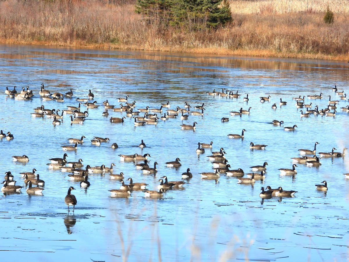 ברנטה קנדית - ML645507692