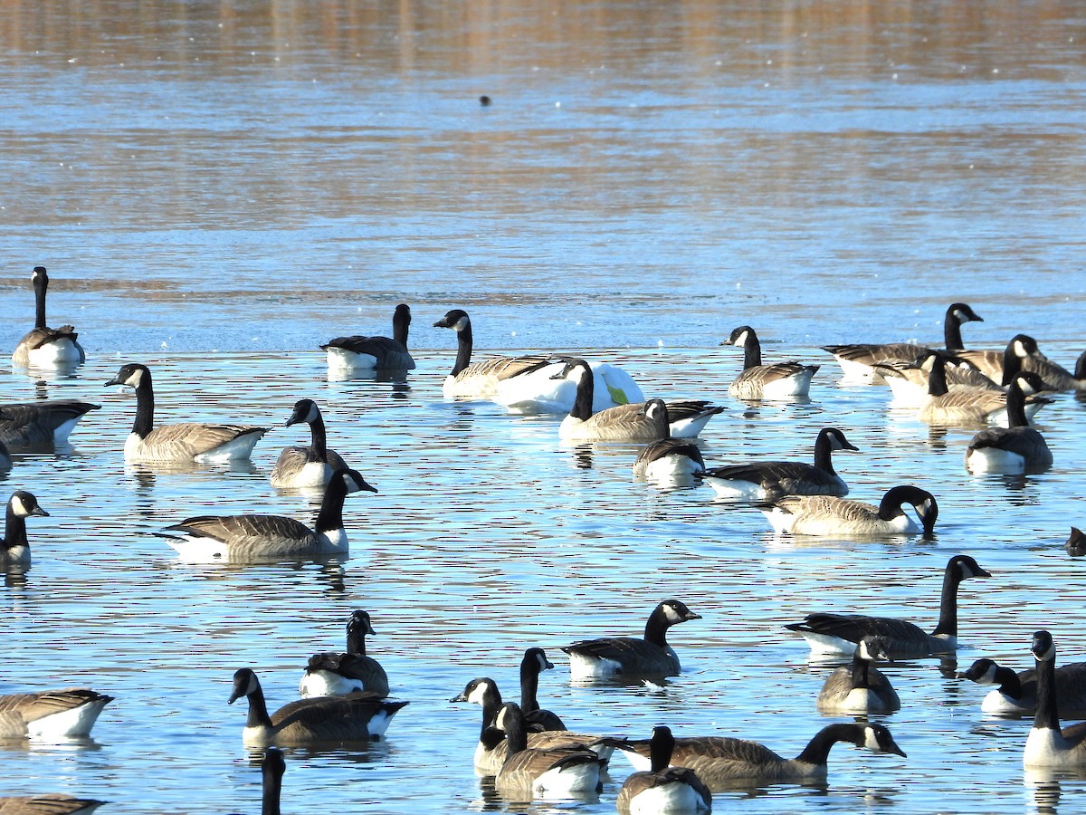 ברנטה קנדית - ML645507693