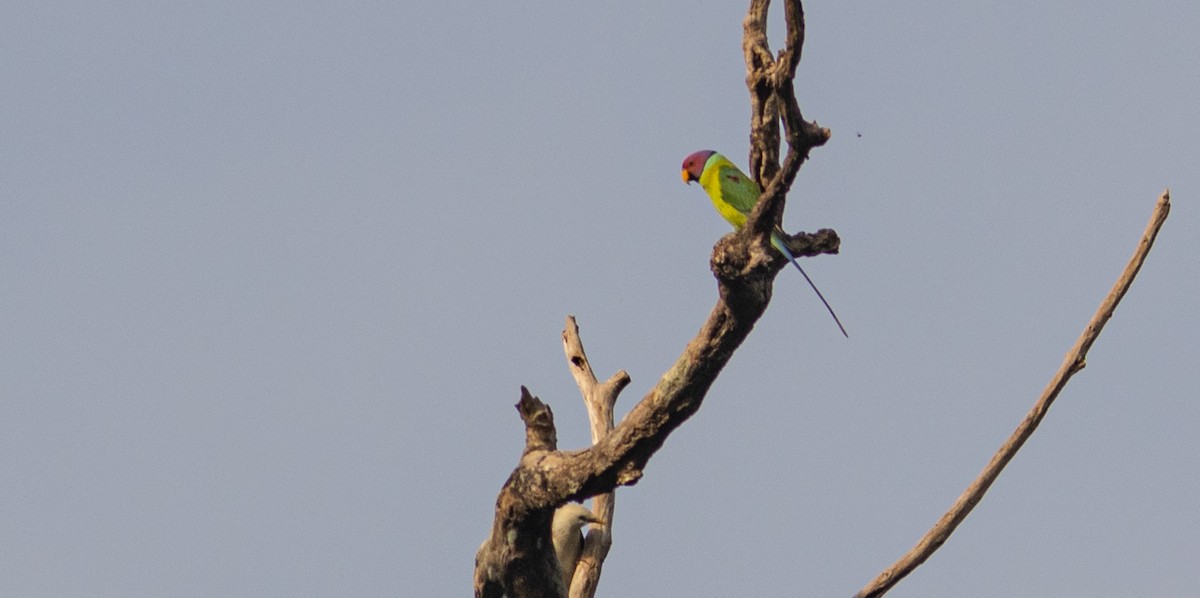Plum-headed Parakeet - ML645507696