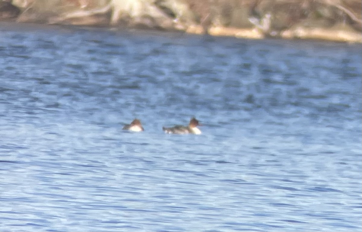 紅胸秋沙 - ML645507697