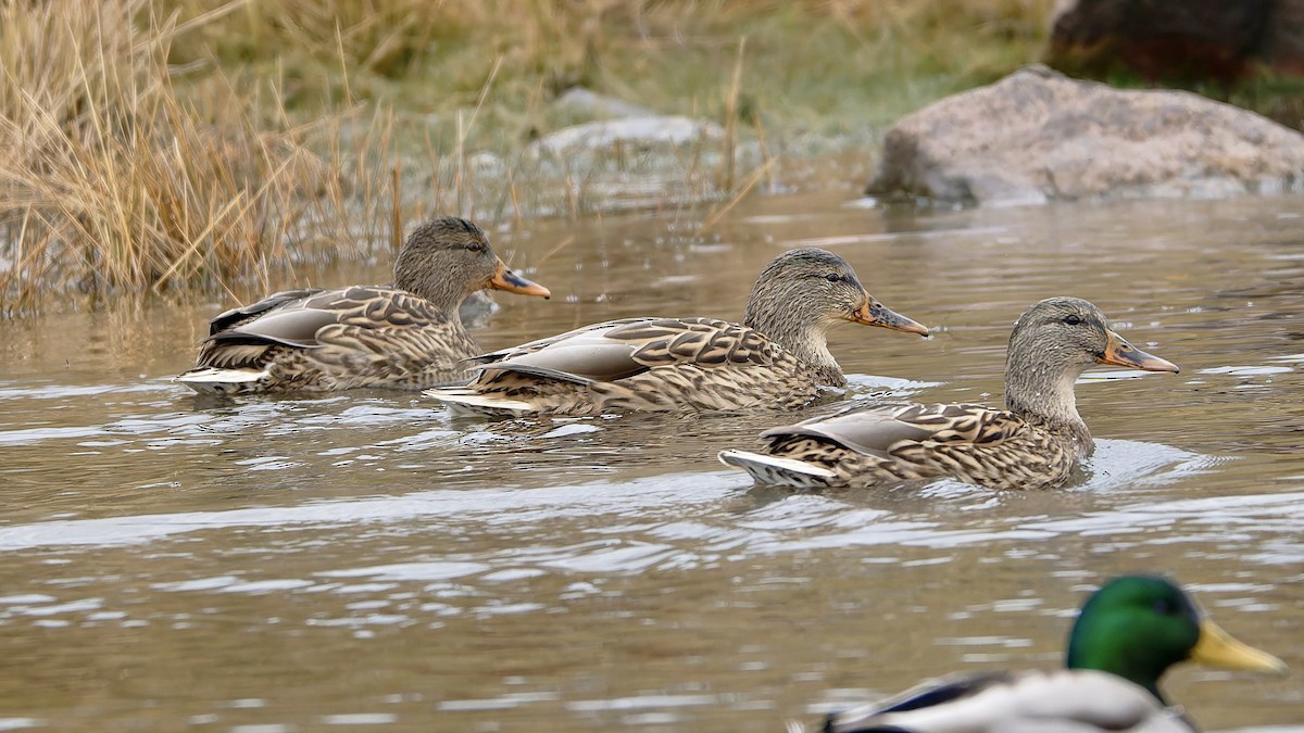 Basahatea - ML645507700