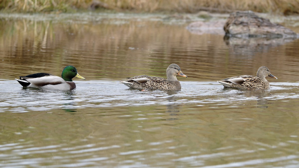 Basahatea - ML645507701