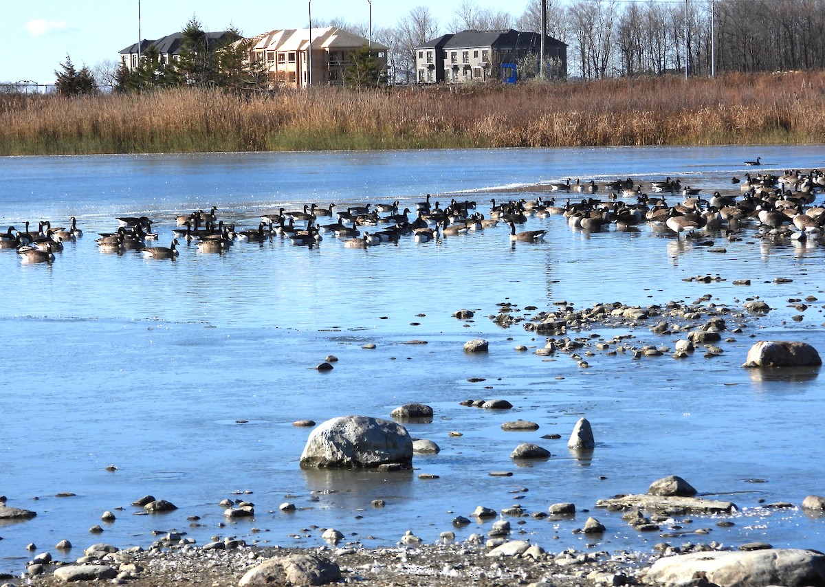 ברנטה קנדית - ML645507702