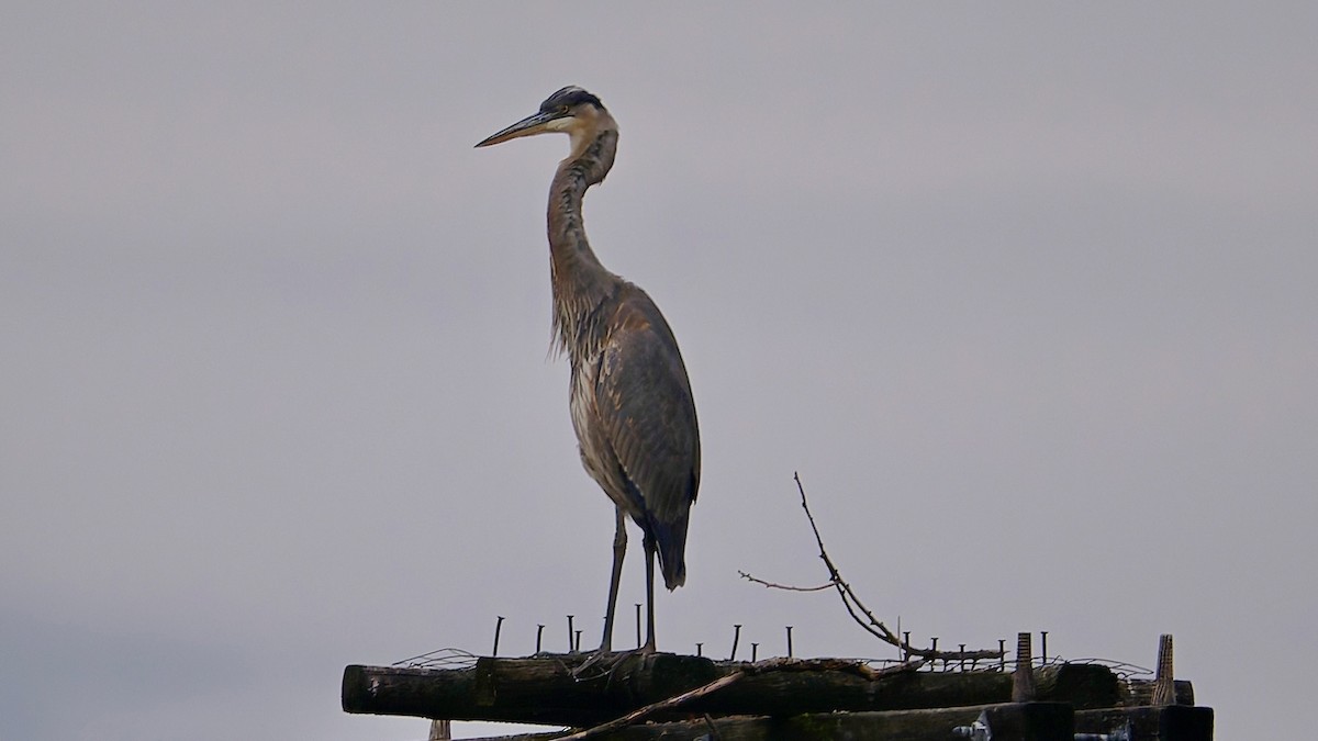 Koartza hauskara amerikarra - ML645507704