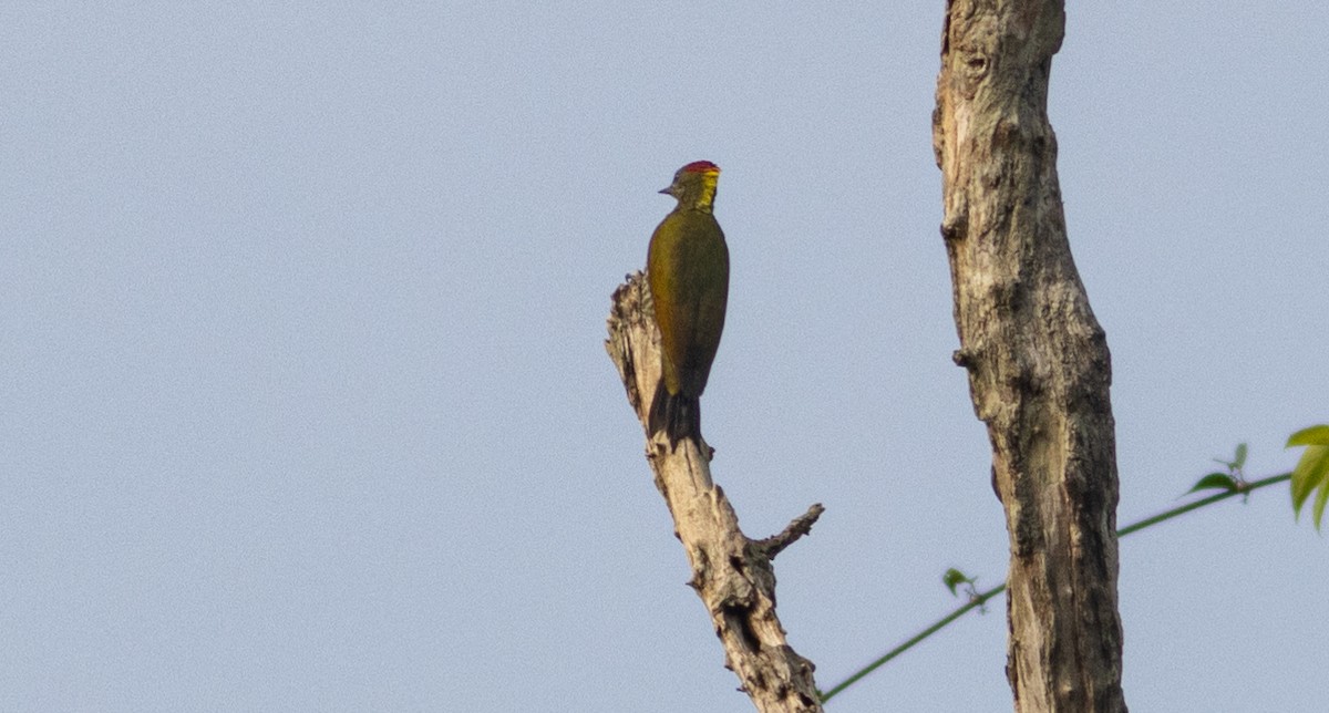 ildnakkespett - ML645507706